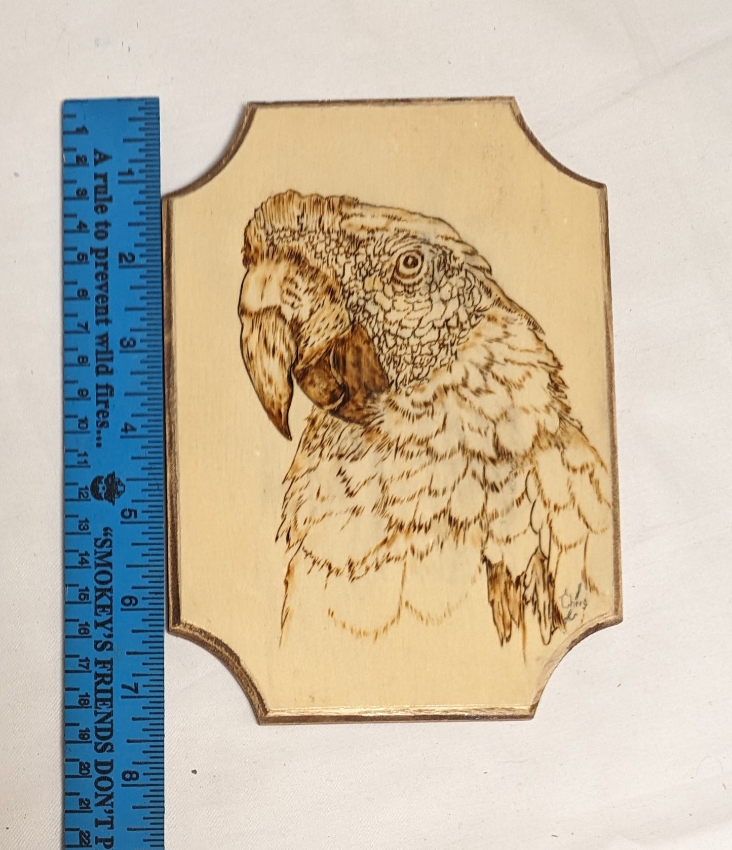Art Hand Pyrography on wood "Scarlet Macaw" Credited Work