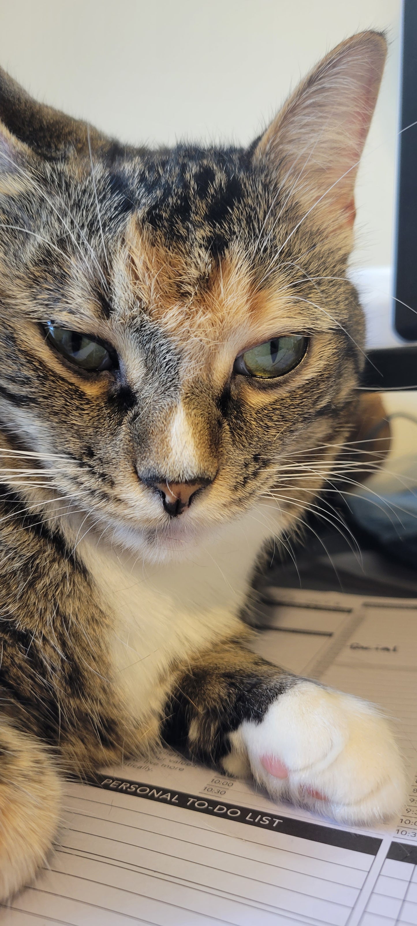 A Multicolored super bad cat