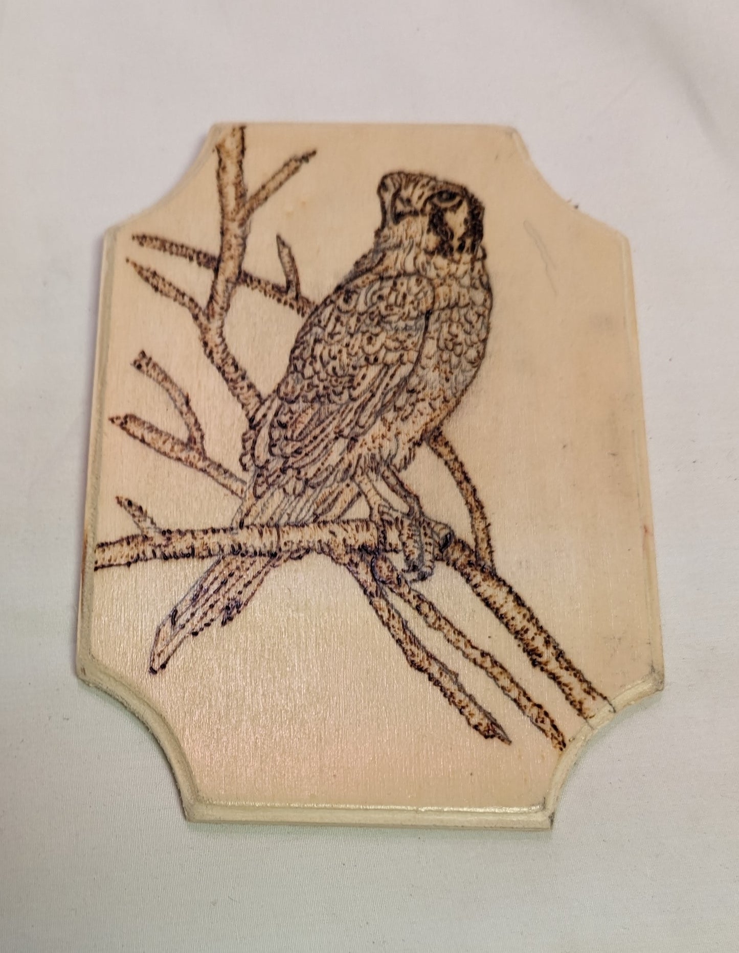 Art Hand Pyrography Hawk on Branch