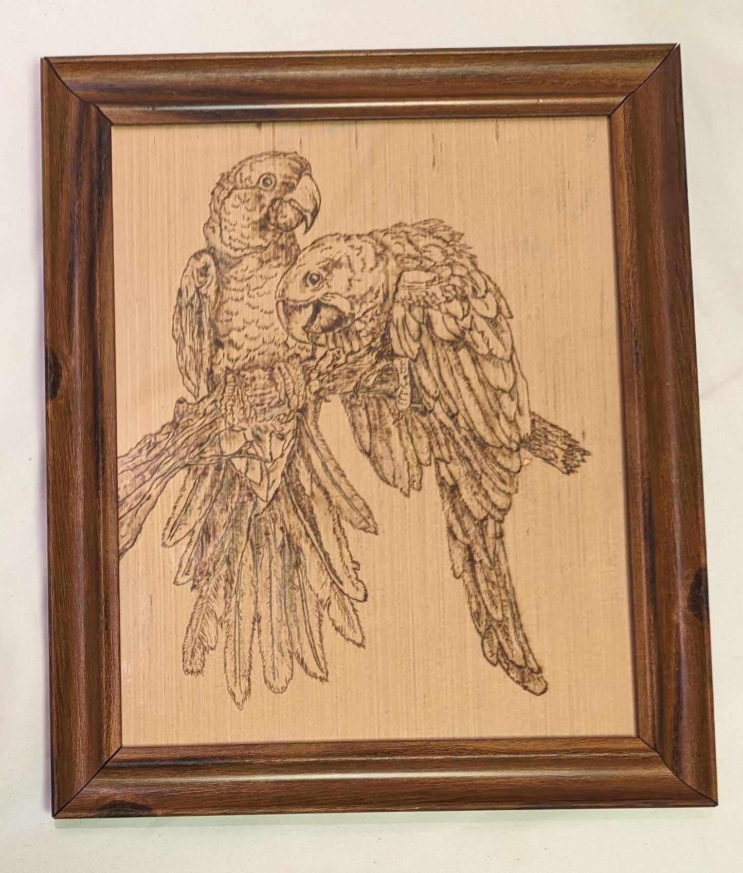 Art Pyrography on wood Maccaws on branch " in frame under glass