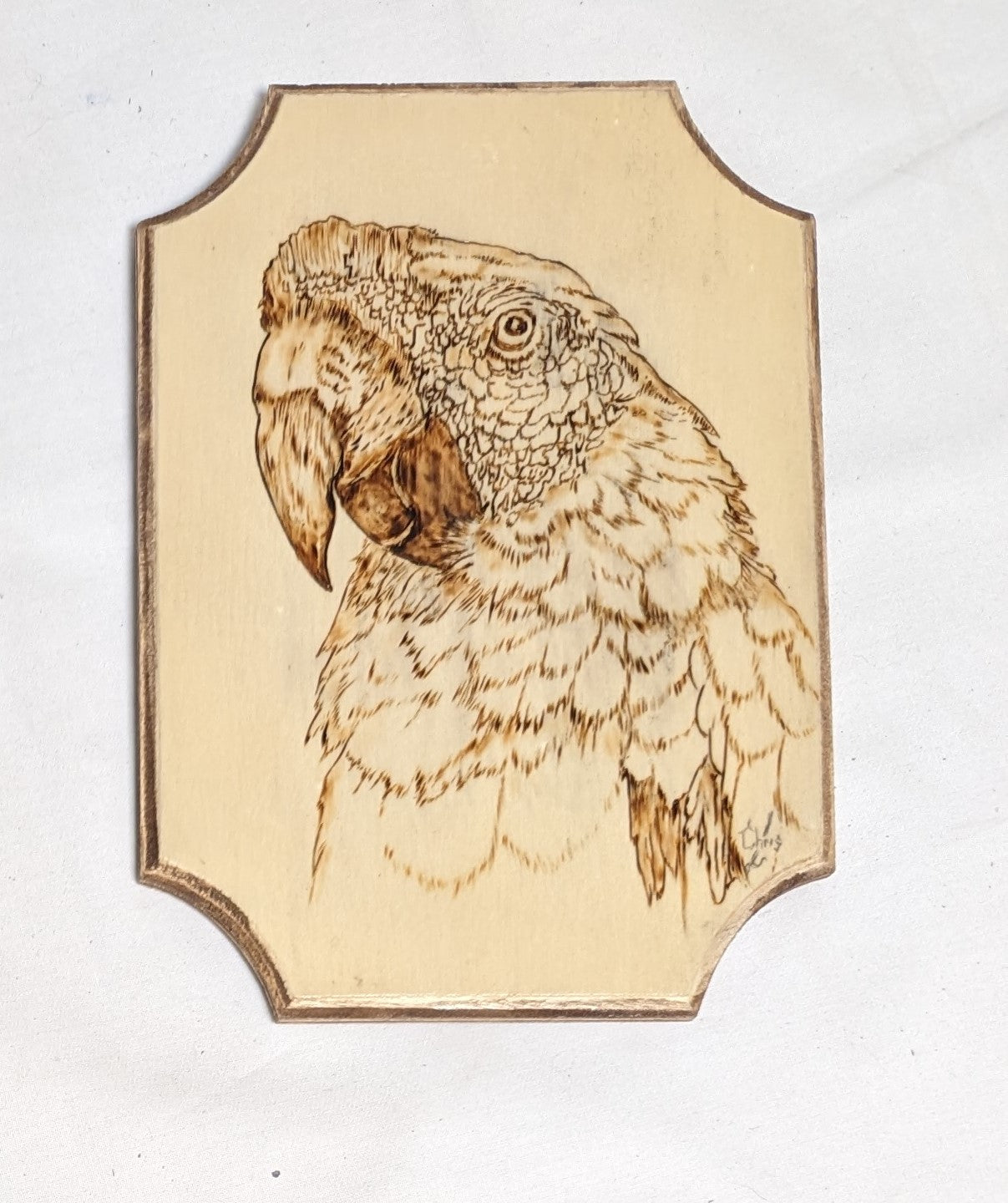 Art Hand Pyrography on wood "Scarlet Macaw"  Credited Work