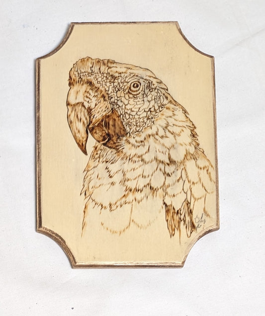 Art Hand Pyrography on wood "Scarlet Macaw"  Credited Work