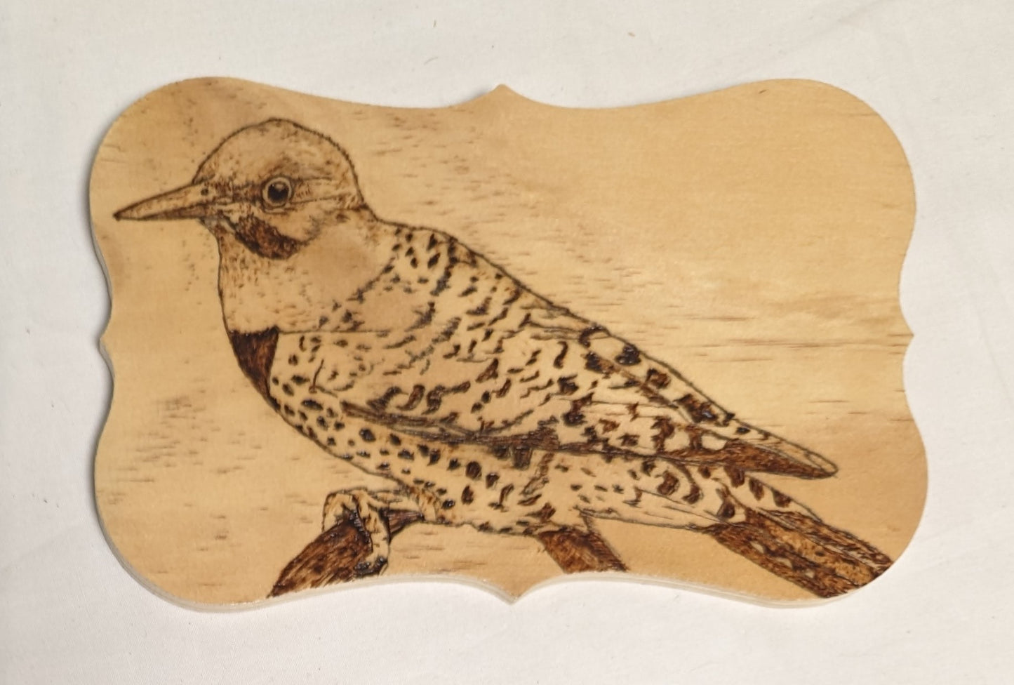 Art Hand Pyrography on wood "Northern Flicker Woodpecker" Credited and Autographed