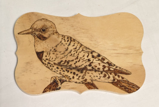 Art Hand Pyrography on wood "Northern Flicker Woodpecker" Credited and Autographed